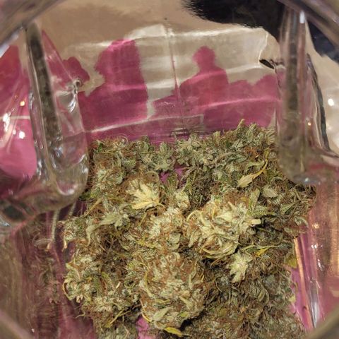 Lemon Wonder Automatic growlog photo: 32g nach 7 Tage Trocknung 