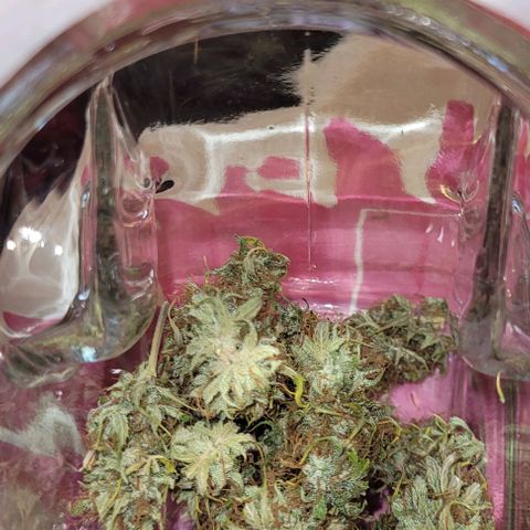 Lemon Wonder Automatic growlog photo: 32g nach 7 Tage Trocknung 