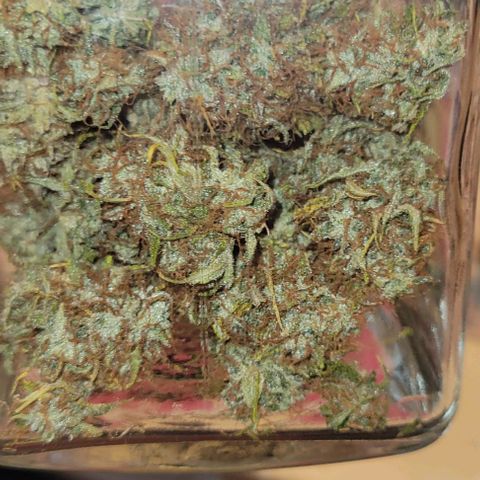 Lemon Wonder Automatic growlog photo: 32g nach 7 Tage Trocknung 