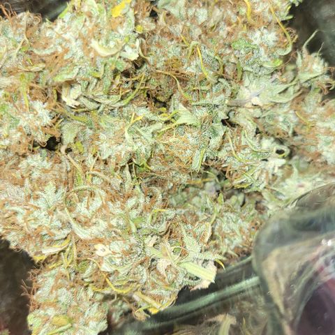 Lemon Wonder Automatic growlog photo: 32g nach 7 Tage Trocknung 