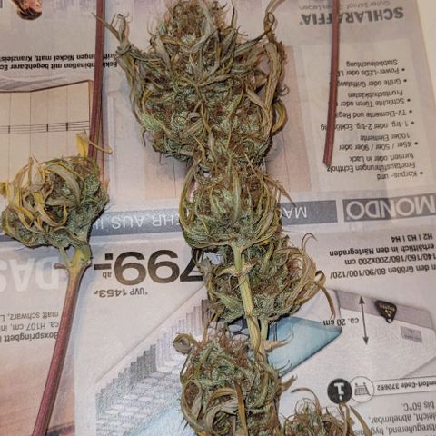 Lemon Wonder Automatic growlog photo: 32g nach 7 Tage Trocknung 