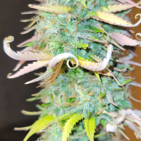 Lemon Wonder Automatic growlog timeline photo