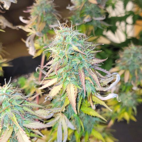 Lemon Wonder Automatic growlog timeline photo