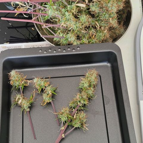 Lemon Wonder Automatic growlog photo: Ernte CallMag Lady Tag 80