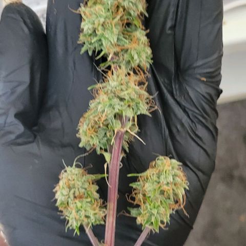 Lemon Wonder Automatic growlog photo: Ernte CallMag Lady Tag 80