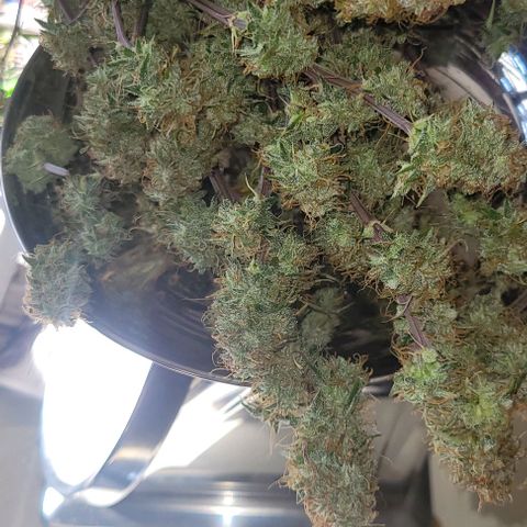 Lemon Wonder Automatic growlog photo: Ernte CallMag Lady Tag 80