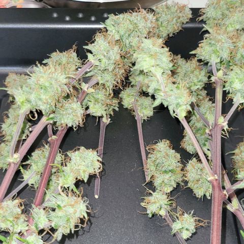 Lemon Wonder Automatic growlog photo: Ernte CallMag Lady Tag 80