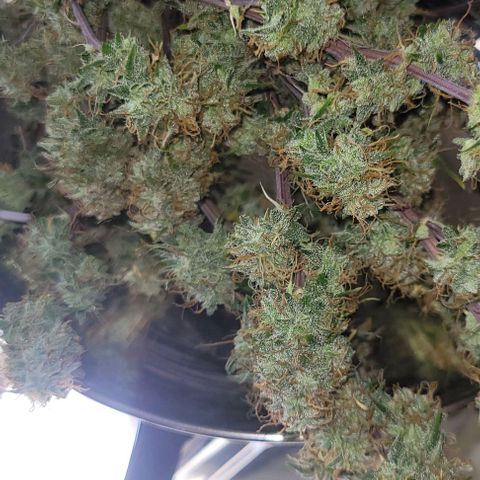 Lemon Wonder Automatic growlog photo: Ernte CallMag Lady Tag 80