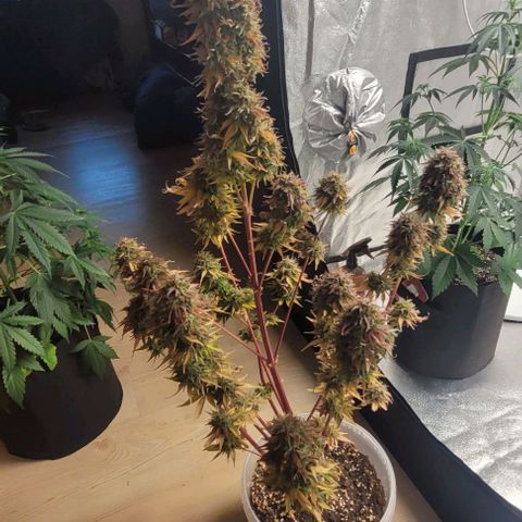 Lemon Wonder Automatic growlog timeline photo