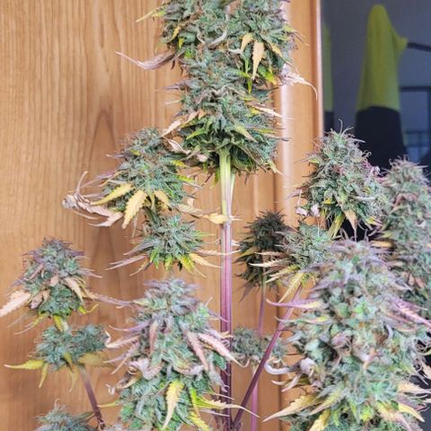 Lemon Wonder Automatic growlog timeline photo