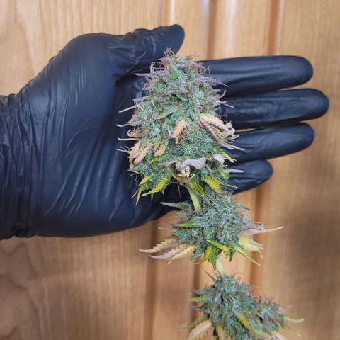 Lemon Wonder Automatic growlog timeline photo