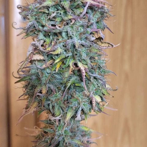 Lemon Wonder Automatic growlog timeline photo