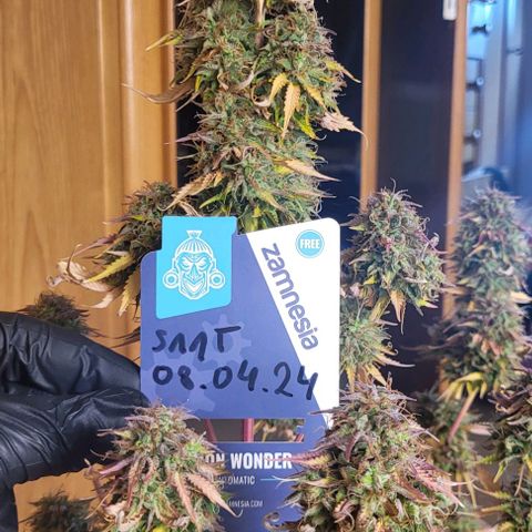 Lemon Wonder Automatic growlog timeline photo