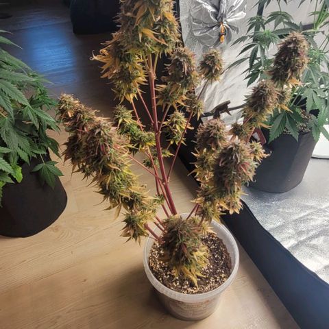 Lemon Wonder Automatic growlog timeline photo