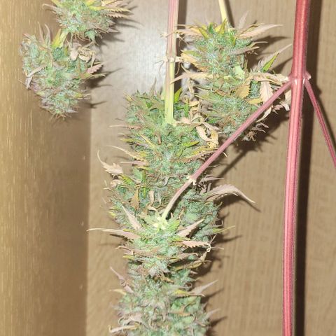 Lemon Wonder Automatic growlog timeline photo