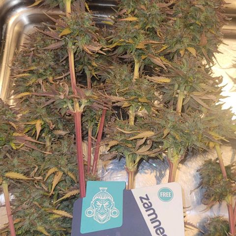Lemon Wonder Automatic growlog timeline photo