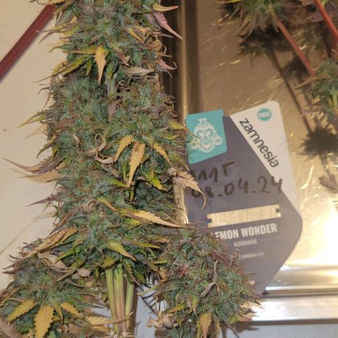 Lemon Wonder Automatic growlog timeline photo