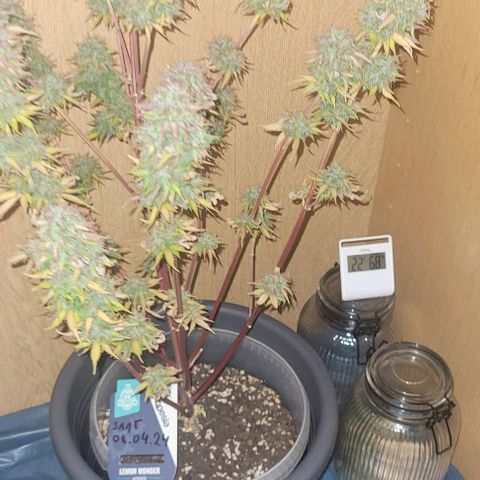 Lemon Wonder Automatic growlog timeline photo
