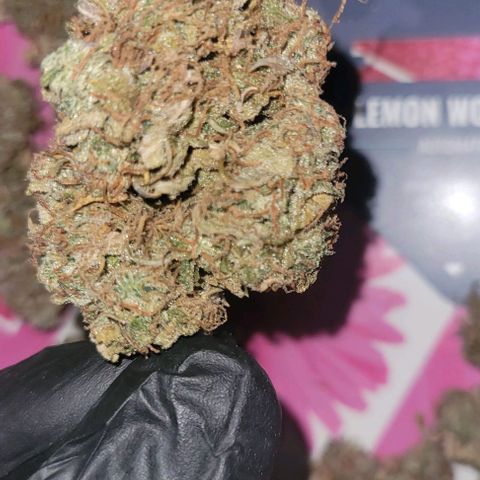 Lemon Wonder Automatic growlog timeline photo