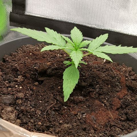 F1 Hybrid  growlog timeline photo