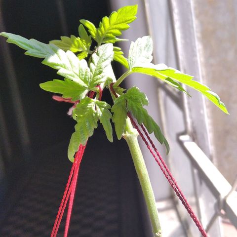 Dama (fna) growlog timeline photo