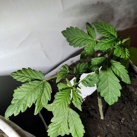 Dama (fna) growlog timeline photo