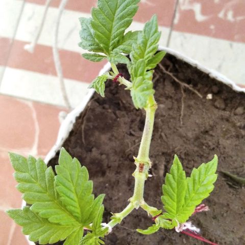 Dama (fna) growlog timeline photo