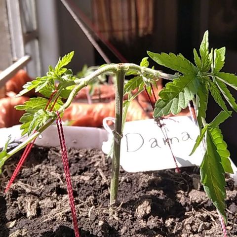 Dama (fna) growlog timeline photo