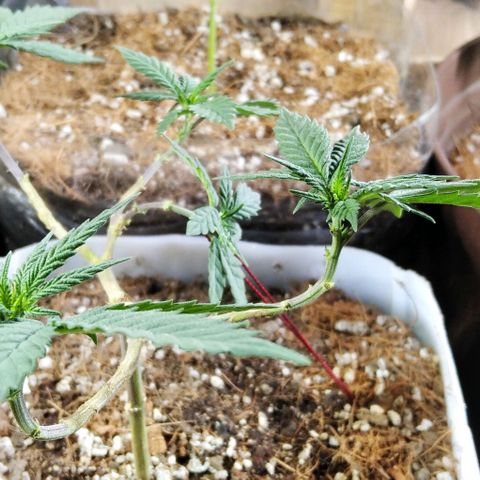 Dama (fna) growlog timeline photo