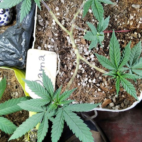 Dama (fna) growlog timeline photo