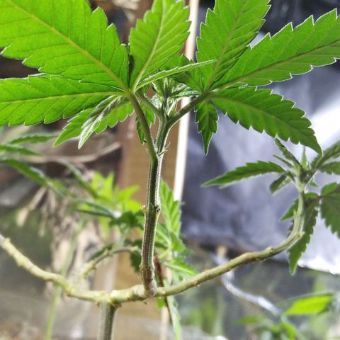 Dama (fna) growlog timeline photo