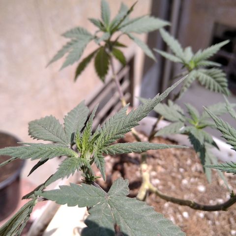 Dama (fna) growlog timeline photo