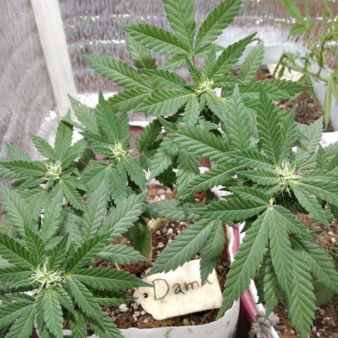 Dama (fna) growlog timeline photo