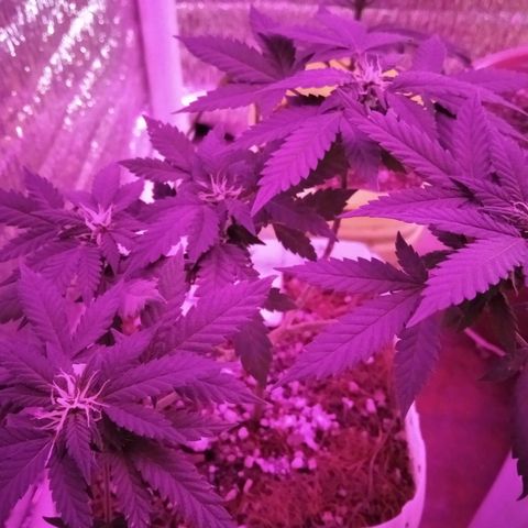 Dama (fna) growlog timeline photo