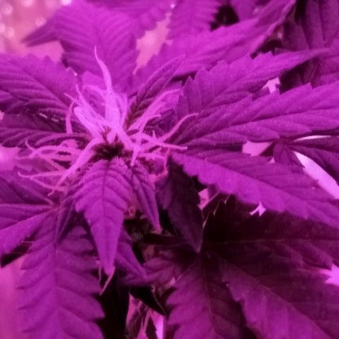 Dama (fna) growlog timeline photo