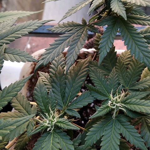 Dama (fna) growlog timeline photo