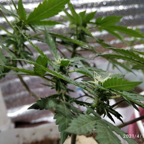 Dama (fna) growlog timeline photo