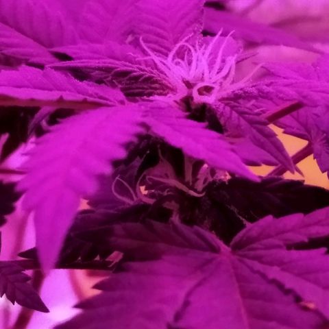 Dama (fna) growlog timeline photo
