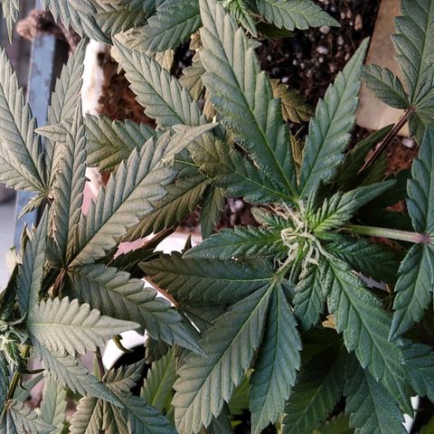 Dama (fna) growlog timeline photo