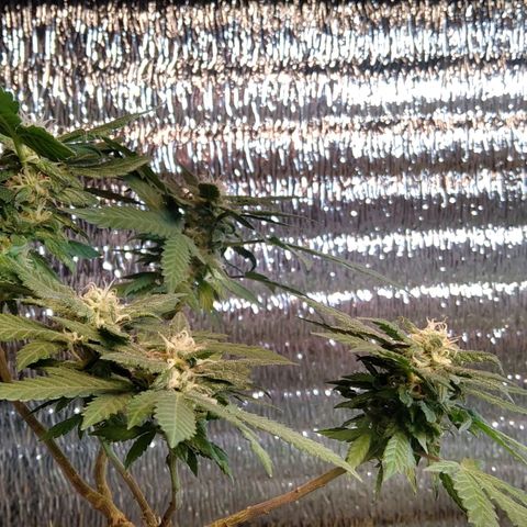 Dama (fna) growlog timeline photo