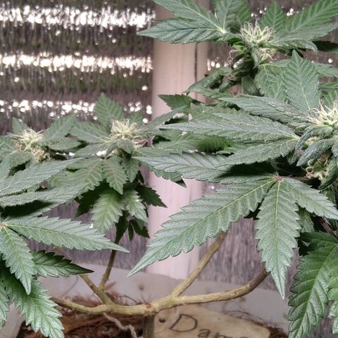 Dama (fna) growlog timeline photo