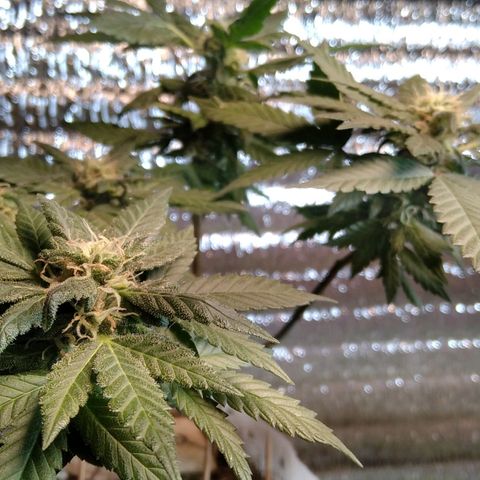 Dama (fna) growlog timeline photo