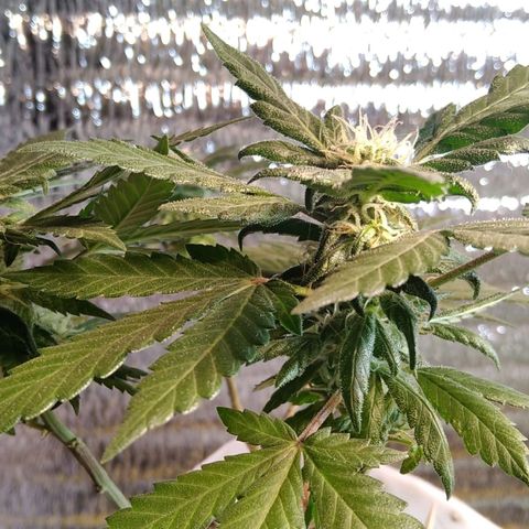 Dama (fna) growlog timeline photo