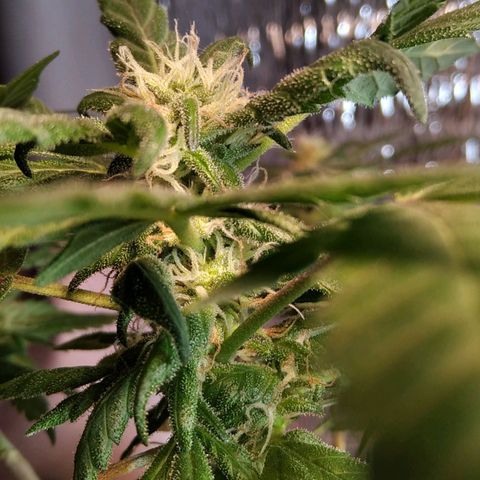 Dama (fna) growlog timeline photo