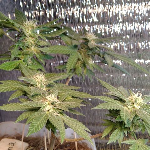 Dama (fna) growlog timeline photo