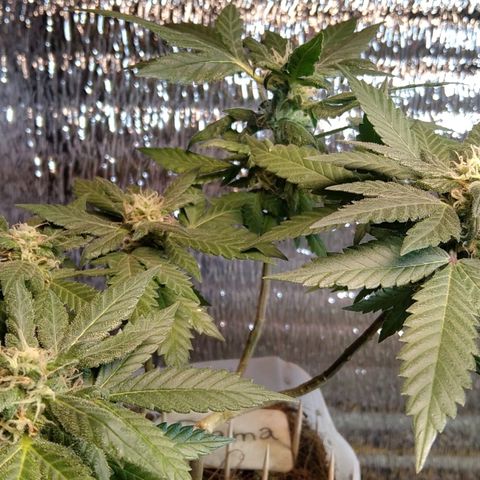 Dama (fna) growlog timeline photo