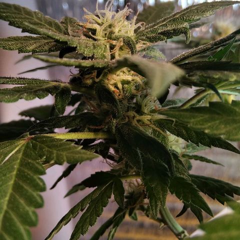 Dama (fna) growlog timeline photo