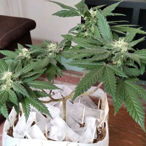 Dama (fna) growlog timeline photo