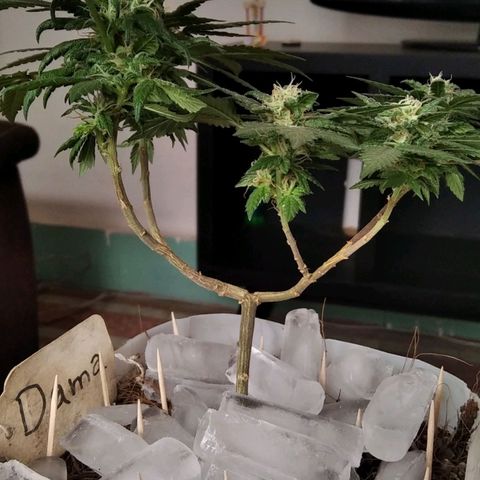 Dama (fna) growlog timeline photo