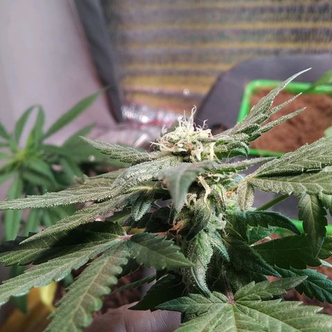 Dama (fna) growlog timeline photo